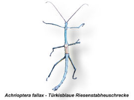 Achrioptera fallax