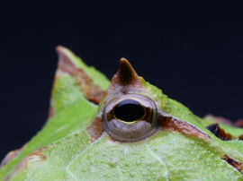 Ceratophrys cornuta