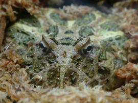 Ceratophrys cranwelli - Foto 001a