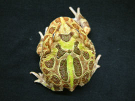 Ceratophrys cranwelli - Foto 020