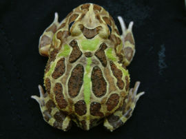 Ceratophrys cranwelli - Foto 025