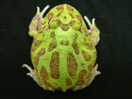 Ceratophrys cranwelli - Foto 030