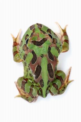 Ceratophrys cranwelli - Cranwelli Schmuckhornfrosch "camouflage"