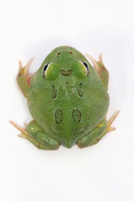 Ceratophrys cranwelli - Cranwelli Schmuckhornfrosch "matcha"