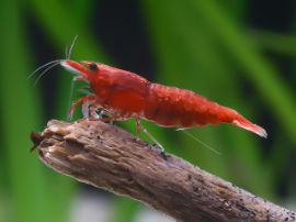 Neocaridina davidi